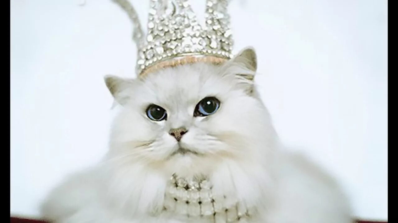 Кошечки королевы. Кошка в короне. Белая кошка с короной. Белая кошечка с короной на голове. Кошечка с короной.