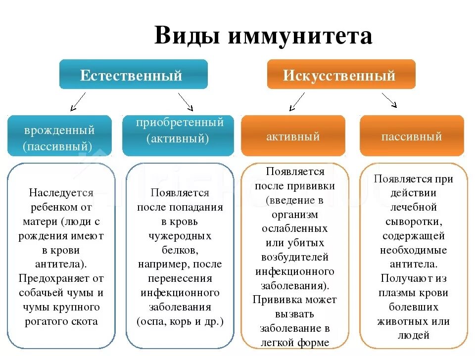 Активный и пассивный иммунитет таблица 2. Характеристика видов иммунитета. Иммунитет схема по биологии 8 класс. Приобретенный иммунитет схема. Активный иммунитет вырабатывается после введения