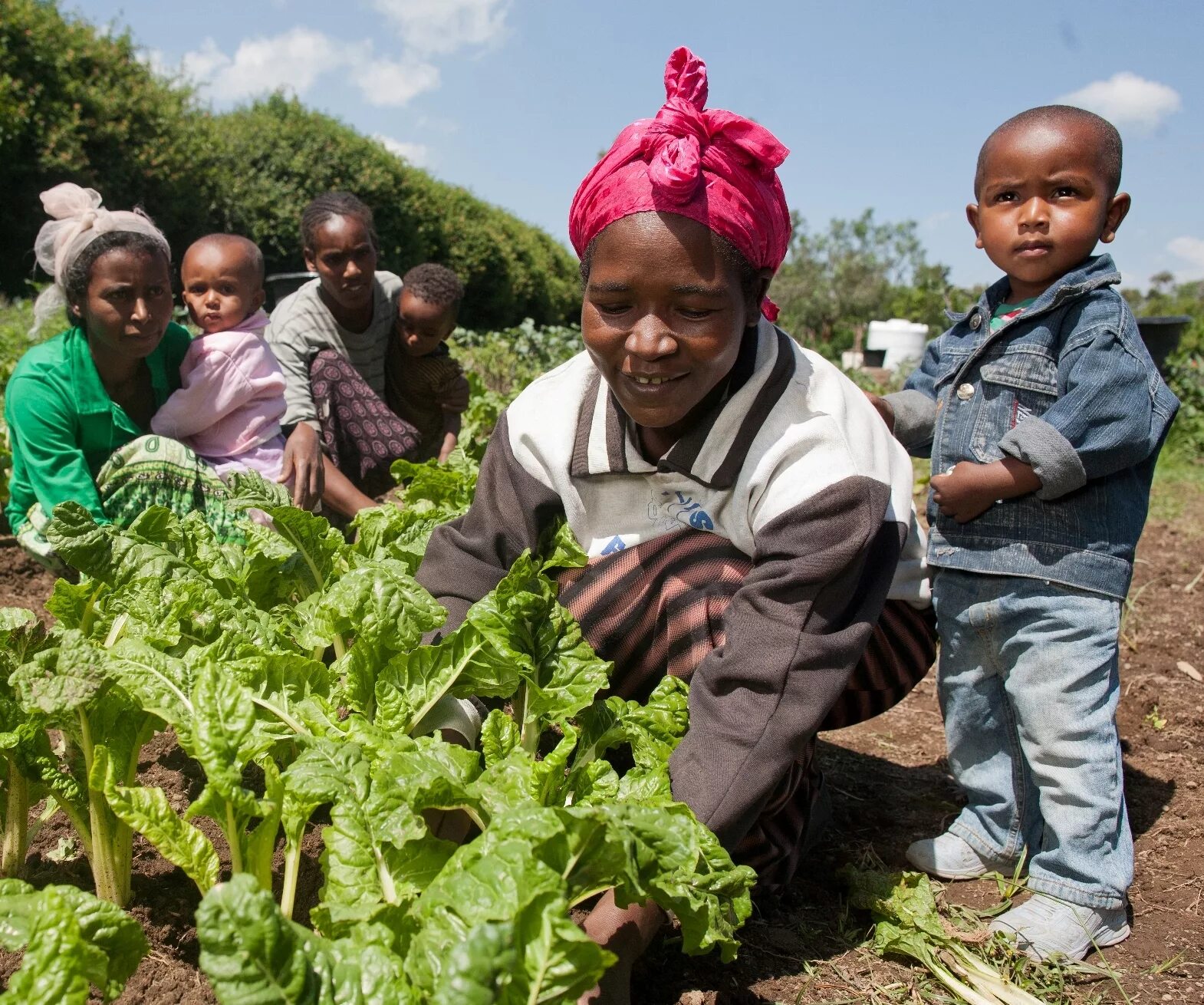 Эфиопия сельское хозяйство. Промышленность и сельское хозяйство Эфиопии. Земледелие в Эфиопии. Африка Эфиопия сельское хозяйство.