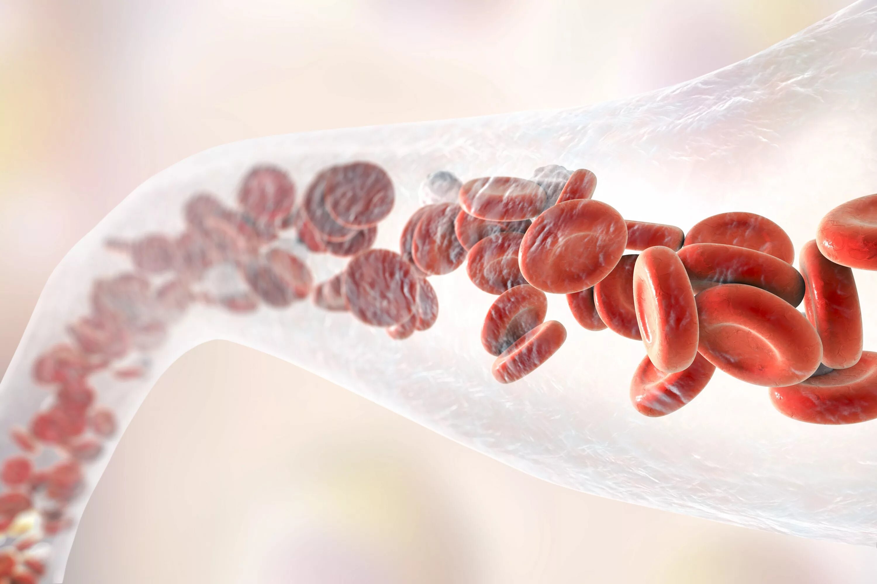 Клетки крови в сосуде. Кровь в кровеносных сосудах. Эритроциты в сосуде.