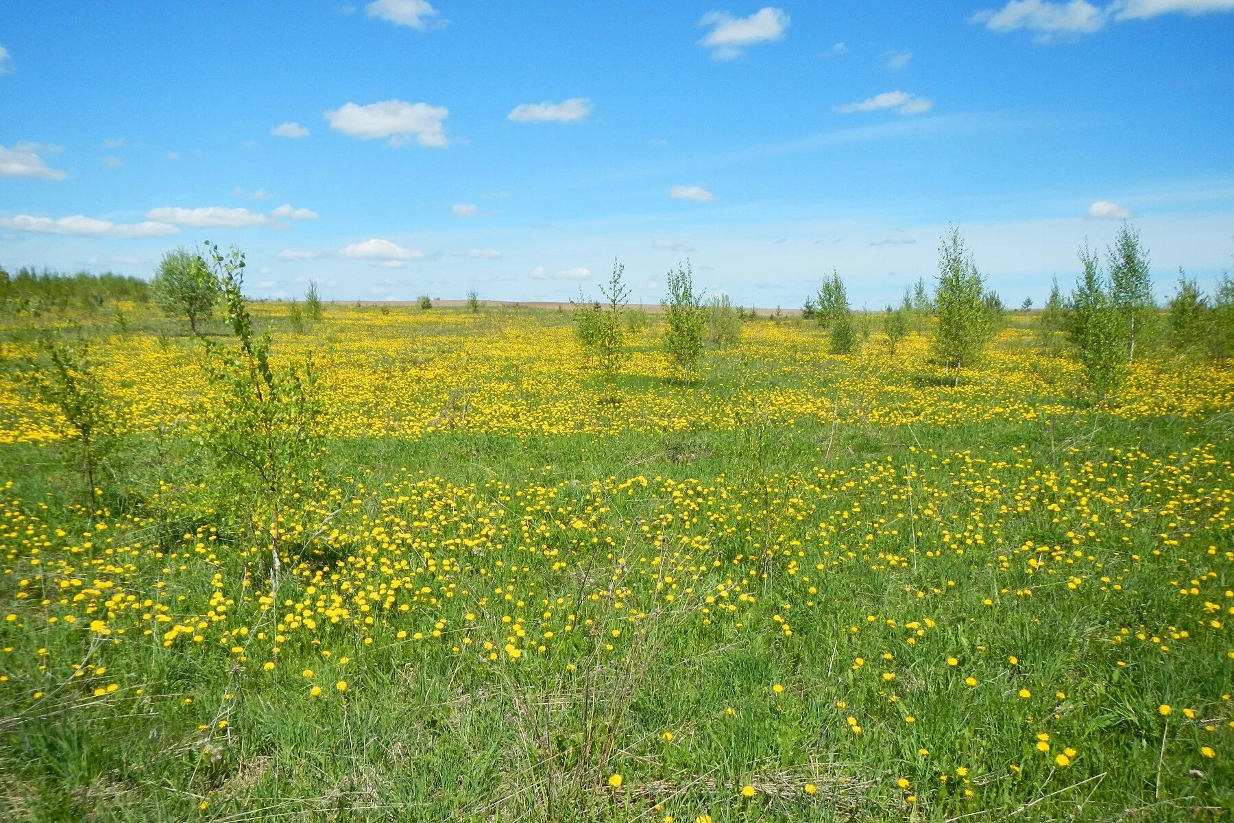 Поля зарастают лесом