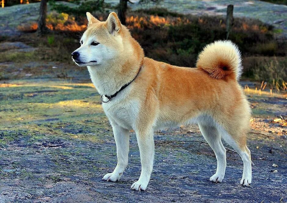 Какие породы ину. Сиба ину. Акита-ину. Сиба-ину породы собак. Японская собака сиба ину.