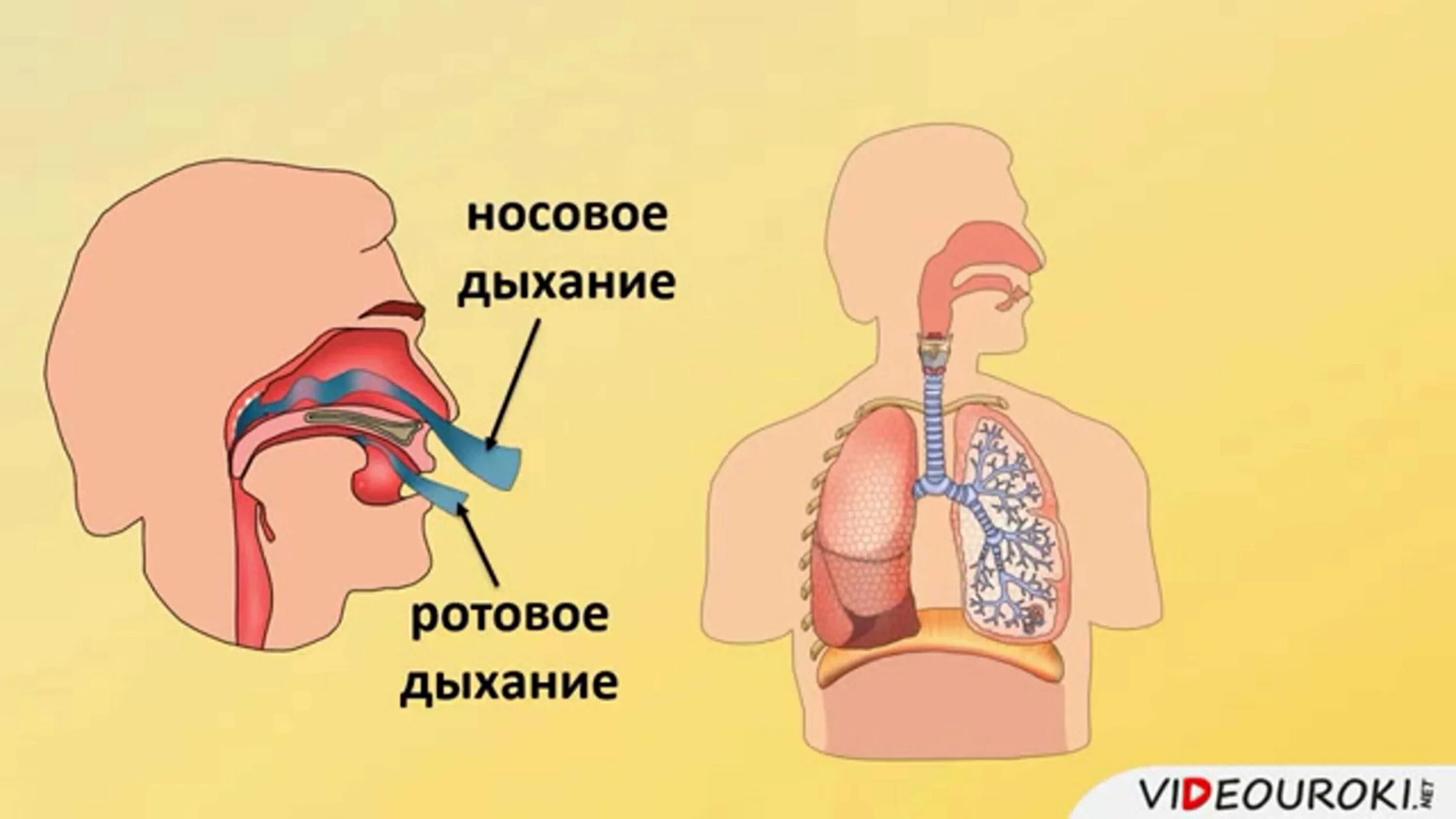 Дыхание носом. Человек дышит через рот и нос. Дышать через нос.