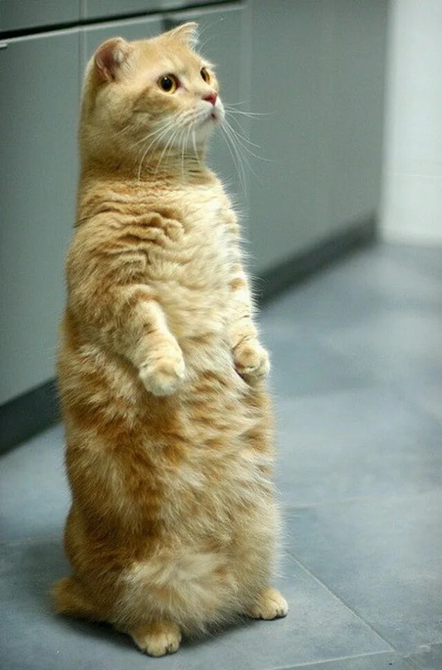 Кот стоит на месте. Манчкин кот. манчкин (порода кошек). котики породы манчкин. коротколапые котята манчкин.