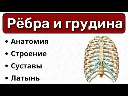 Грудина какое соединение
