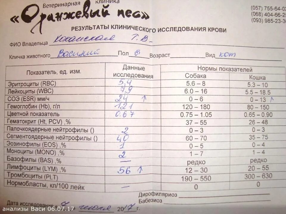 Лейкоциты у собаки норма. Нормальный анализ крови кошки. Лейкоциты у кошки норма. Норма лейкоцитов у собак в крови. Лимфоциты повышены кошка