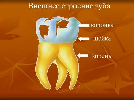 Коронка зуба строение