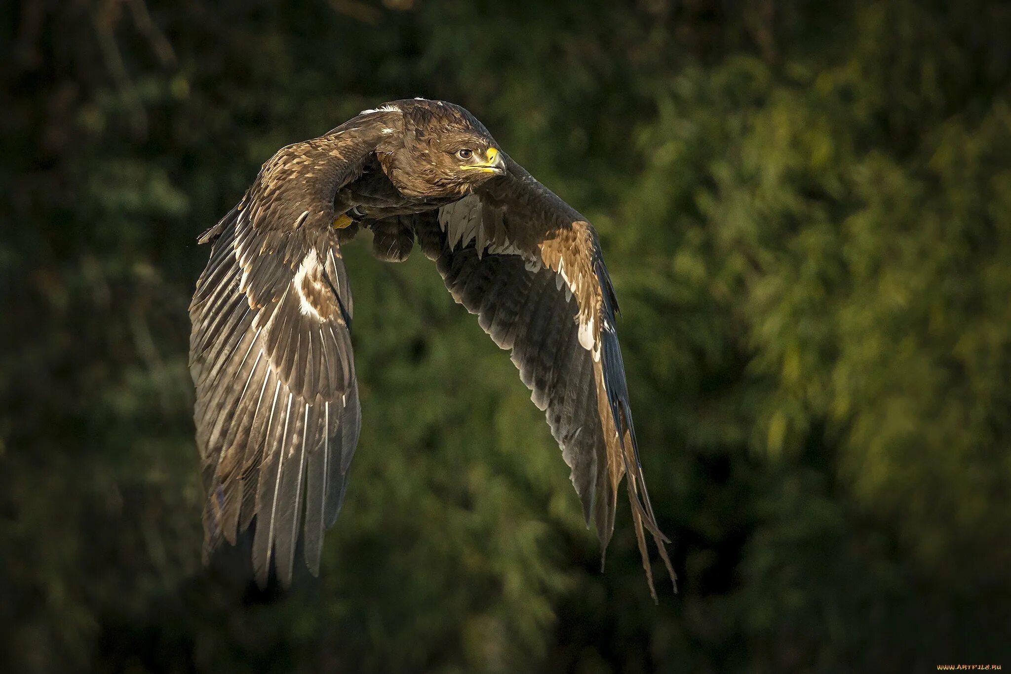 Ястреб в чувашии. Ястреб в чувашии. Белохвостый канюк. Скопа птица урал. Обыкновенный канюк.