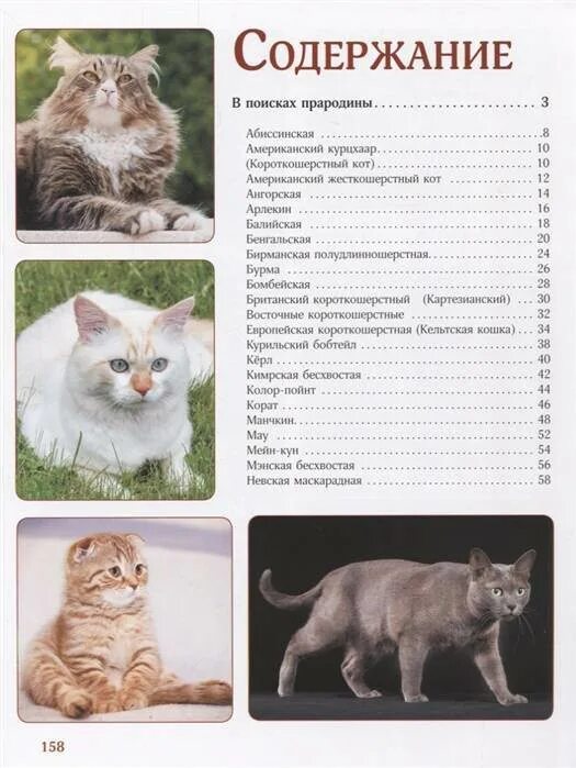 Порода кошек европейская короткошерстная фото и описание. Информация о европейской короткошерстной кошке. Европейская домашняя кошка описание породы. Кошки породы европейская короткошерстная характер. Кошки породы европейская короткошерстная.