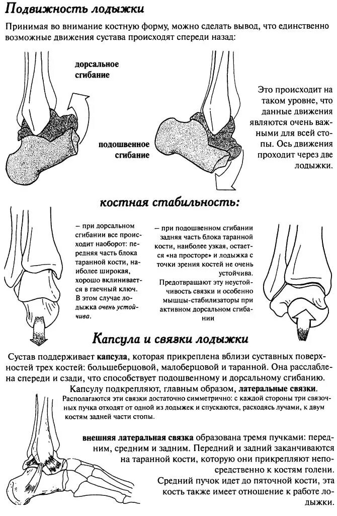 Боли в голеностопном суставе при движении. Подвижность лодыжки. Движения в голеностопном суставе. Латеральная лодыжка анатомия. Подвижность лодыжки в голеностопе.