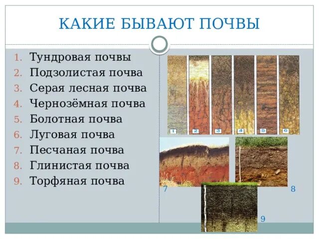 Какими цифрами обозначены следующие типы почв. Виды почв. какие есть виды почв. какие виды почвы существуют. почва виды почв.