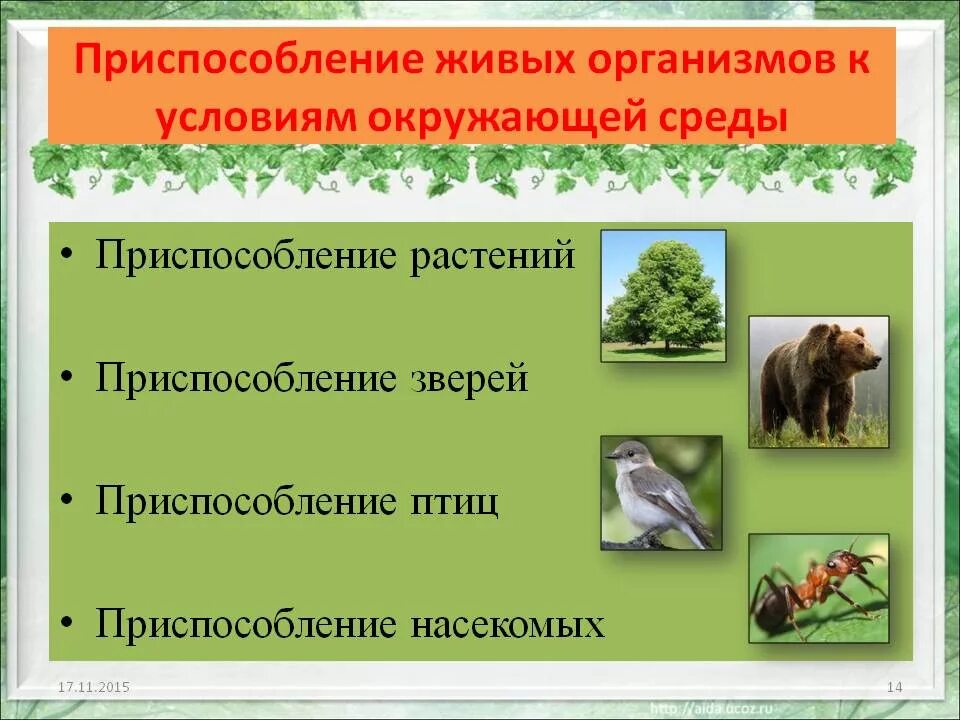 Приспособление животных к разным средам обитания. Приспособление живых организмов. живой организм приспособления к условиям среды. приспособление к условиям окружающей среды. приспособленность организмов к среде.