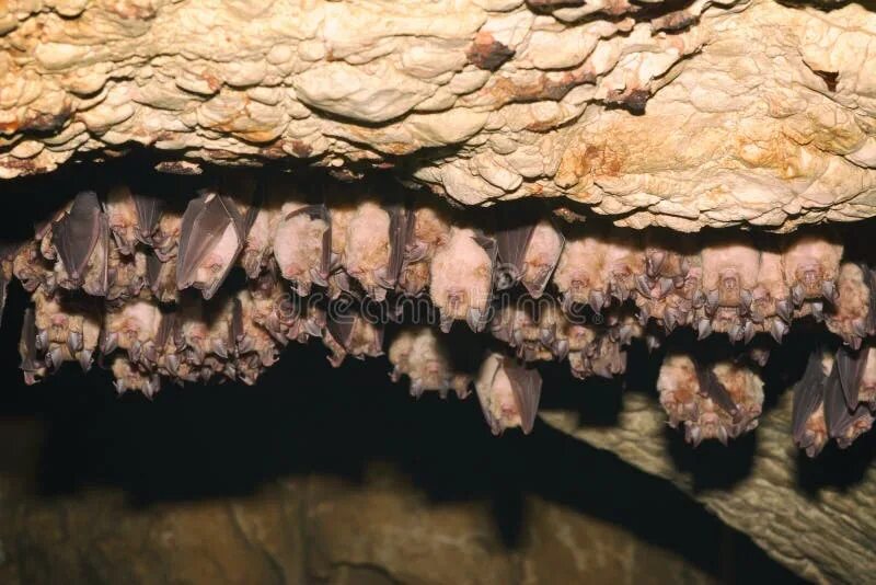 There are various myths surrounding bats those
