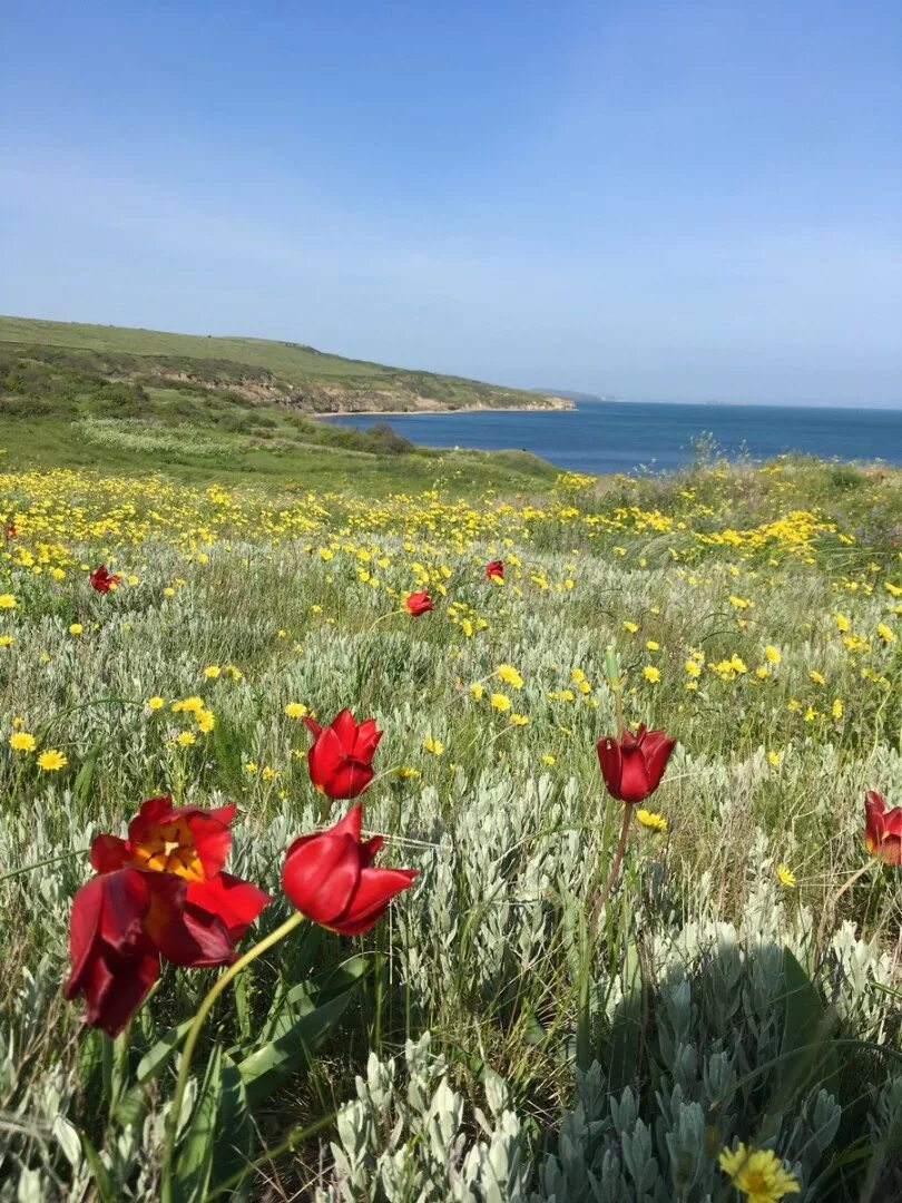 Дикие тюльпаны в крыму