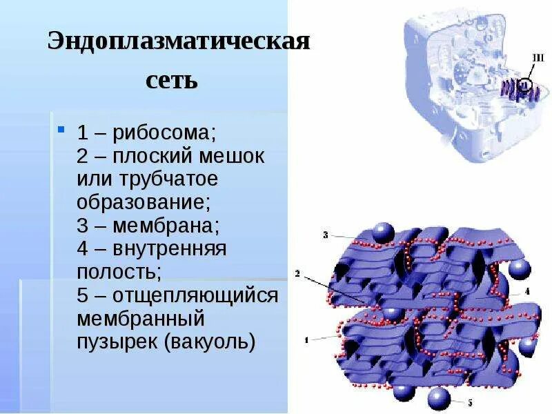 Эндоплазматическая сеть имеющая рибосомы. Эндоплазматическая сеть и рибосомы. Гранулярная эндоплазматическая сеть строение. Эндоплазматическая сеть мембрана рибосома. Эндоплазматическая сеть с рибосомами функции.