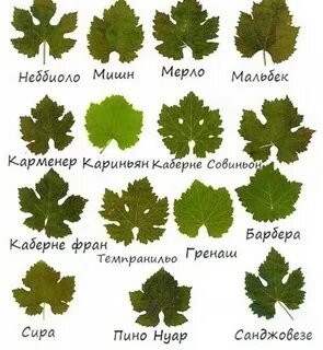 Как распознать листья