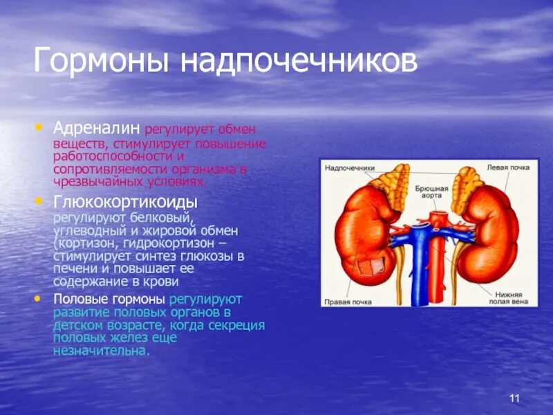 Надпочечники гормоны и функции. Гормоны коркового слоя надпочечников регулируется. Гормоны, которые вырабатываются в корковом веществе надпочечников. Гормон надпочечников регулирующий углеводный обмен. Надпочечники гормон роста