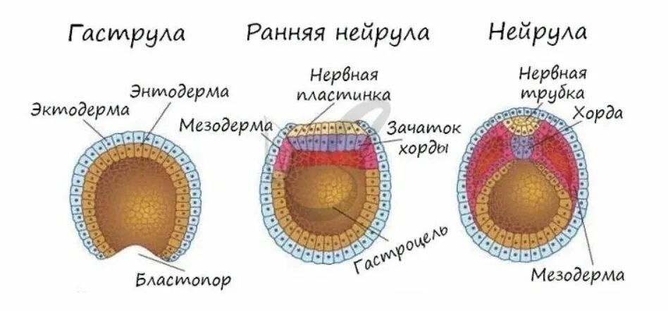 Мезодерма зародыша