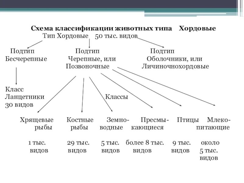 Систематической категорией объединяющей всех млекопитающих животных считается. Общая характеристика типа Хордовые 7 класс биология таблица. Хордовые классификация схема. Схема классификации хордовых 7 класс. Царство животных классификация схема 3 класс.