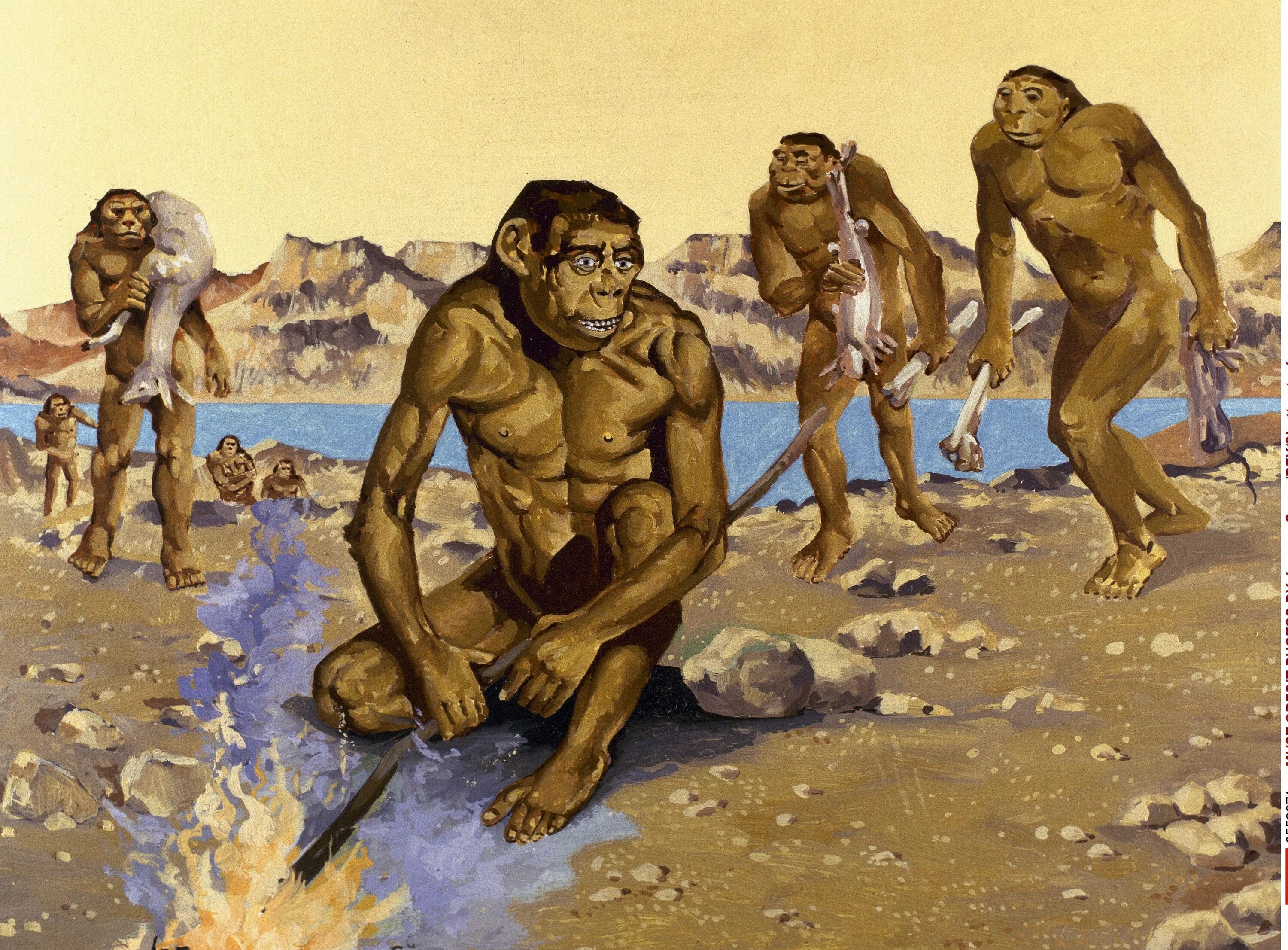Где по мнению ученых появились первые люди. Питекантроп неандерталец сапиенс. Неандерталец, питекантроп хомо сапиенс. Австралопитек питекантроп неандерталец. Хомо сапиенс питекантроп.