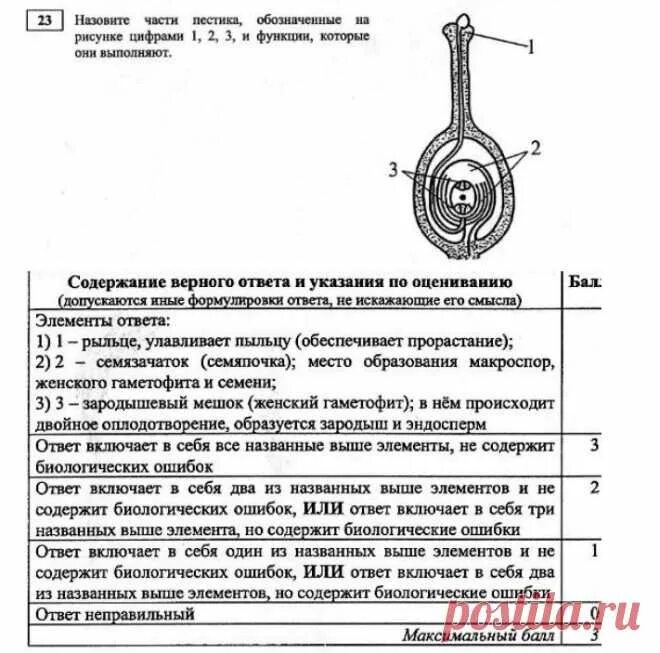 Назовите части пестика