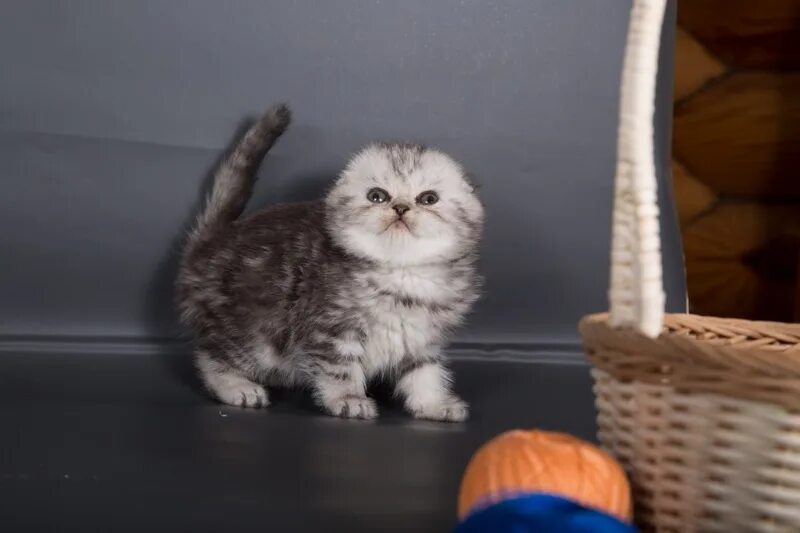 шотландский вислоухий котенок 2 месяца. шотландская фолд вислоухая серебристая шиншилла. котенок вислоухий месяца шотландский. котенок вислоухий месяца шотландский. шотландский вислоухий котенок 1 месяц.