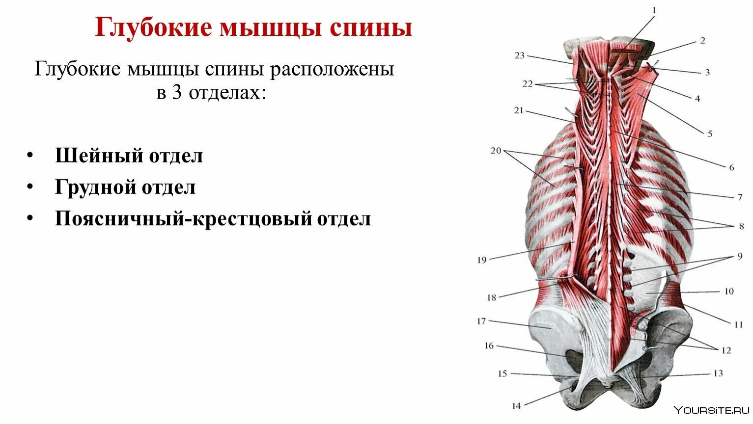 Глубокие мышцы спины Синельников. Глубокие мышцы позвоночника анатомия. Мышцы спины анатомия Синельников.