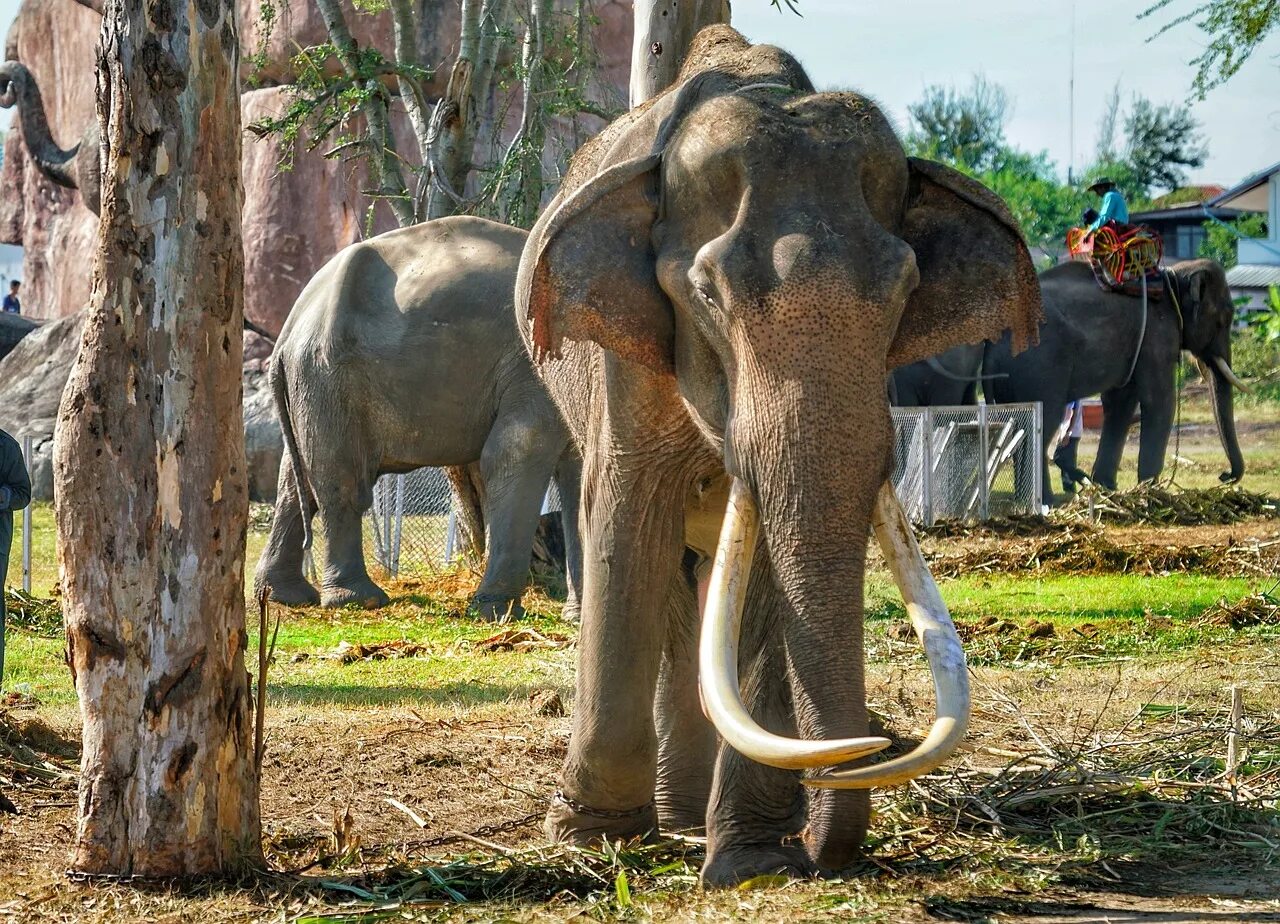 Old elephant. Индийский слон с бивнями. Слон с большими бивнями. Слоны с бивнями. Слон с самыми большими бивнями.