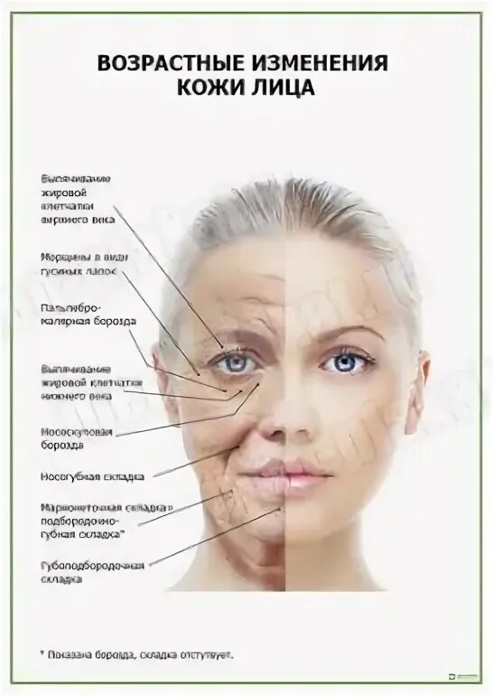 Изменение лица в тексте. Выборочное изложение последний лист орешника. Возрастные изменения лица. Возрастные изменения кожи лица. Изменение лица в тексте.