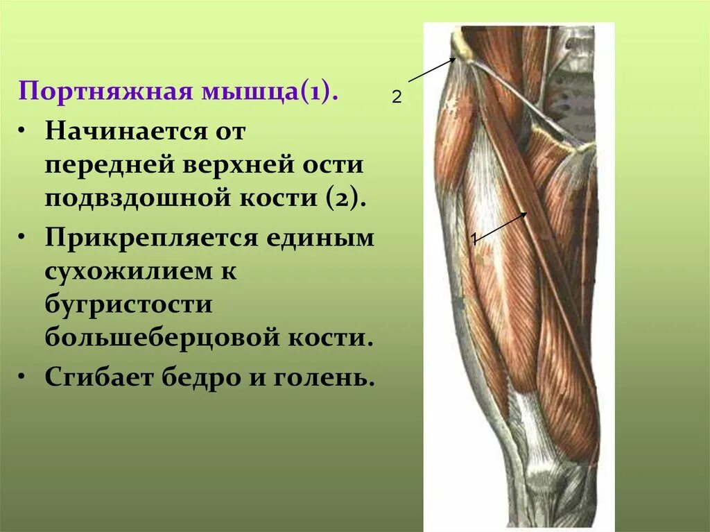 Функция портняжной мышцы. Мышцы бедра портняжная мышца. портняжная мышца бедра анатомия. мышцы четырехглавая,гребенчатая, портняжная. аддукторы бедра мышцы.
