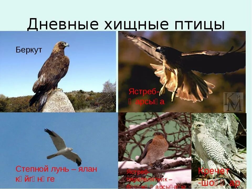 Дневные хищные птицы представители. Дневные птицы. Хищные птицы список. Ястреб канюк орел коршун. Сокол ястреб коршун орел отличия.