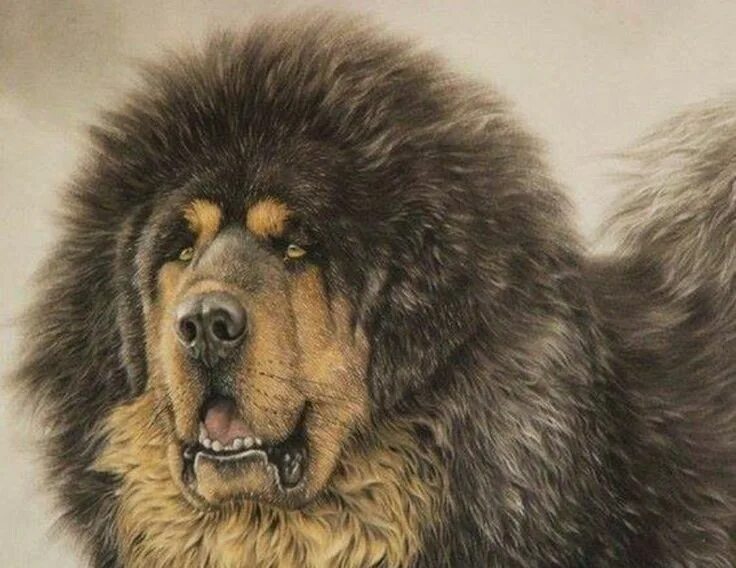 Pin op Grifos e mais Honden, Tibetaanse mastiff, Mensen fotografie