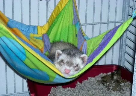 Library ferret