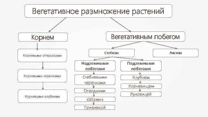 Формы вегетативного размножения примеры. Виды размножения растений схема. Вегетативное размножение покрытосеменных растений схема. Виды вегетативного размножения схема. Способы вегетативного размножения покрытосеменных растений.