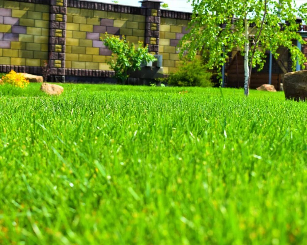 Газон в339те750. Трава газон. Качественный газон. Красивый газон. Фотография газона.