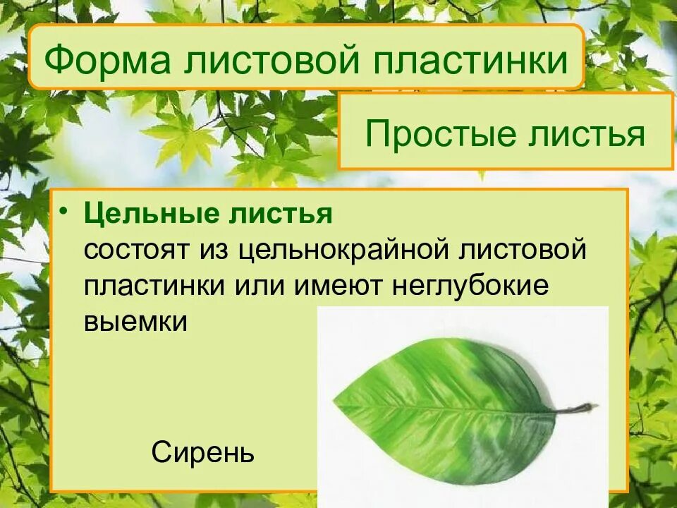 Класс внешнее строение листа. Форма листовой пластинки сирени. лист сирени форма листовой пластинки. лист внешнее и внутреннее строение листа. лист каштана простой или сложный.