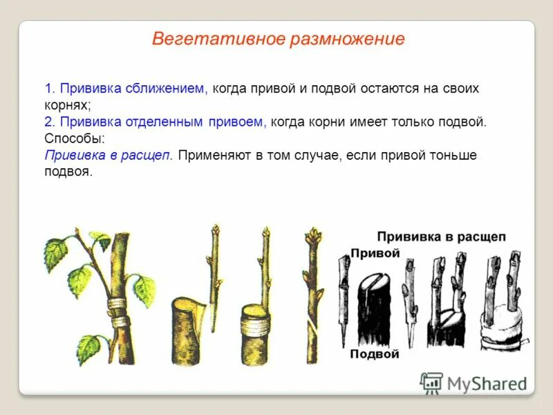 размножение прививкой последовательность. размножение прививками вегетативное размножение. как называют способ вегетативного размножения. пункты инструкции по вегетативному размножению прививкой. порядок инструкции по вегетативному размножению прививкой.