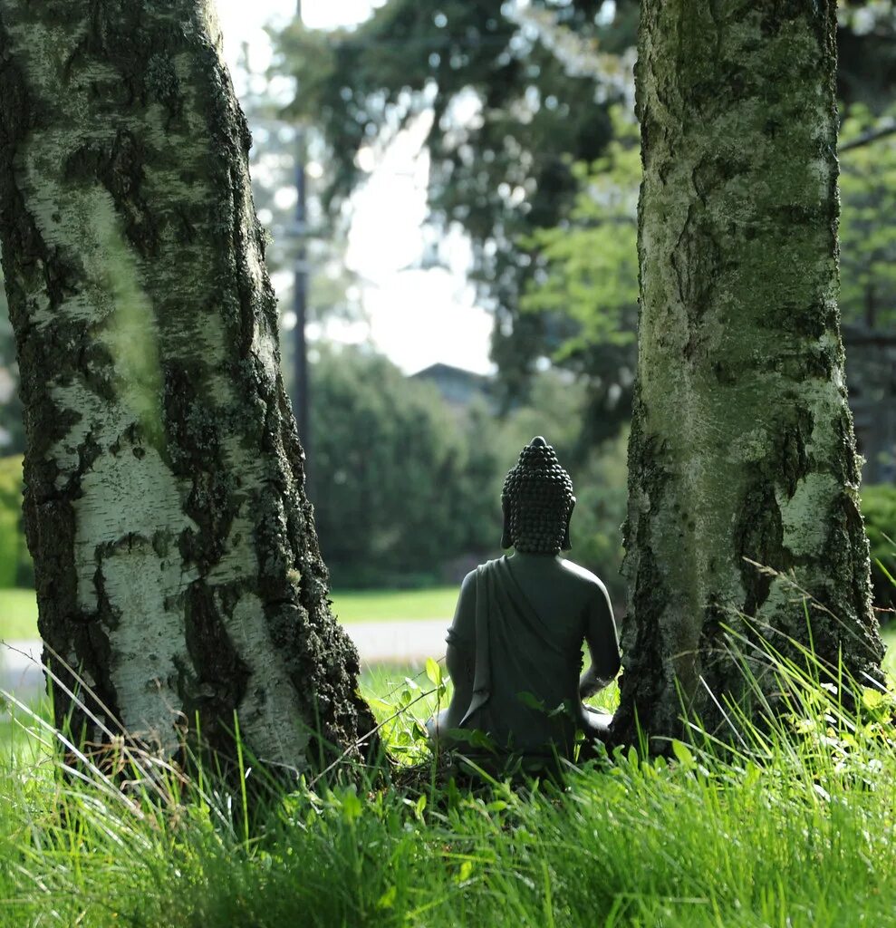 Forest bathing. Музыка для медитации лес. Дзен буддизм природа. Индия релакс. Космос дзен буддизм человек дерево река дождь.
