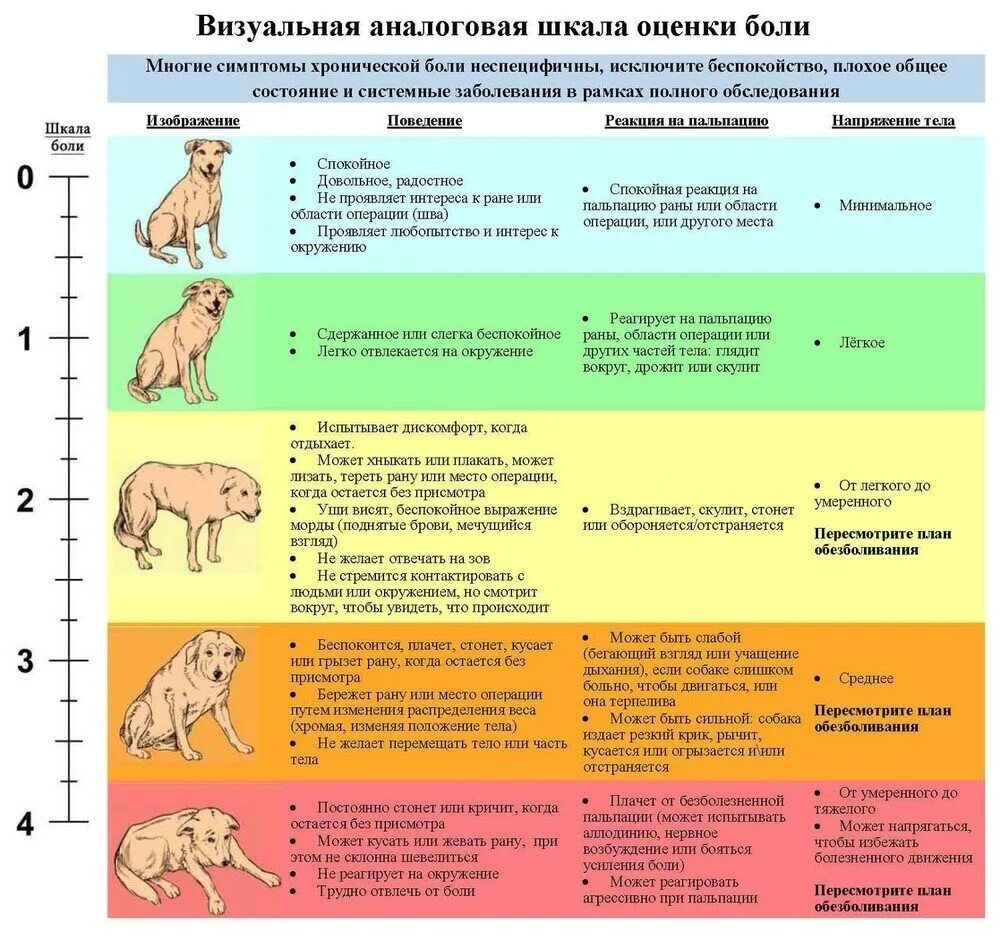 Боль у животных