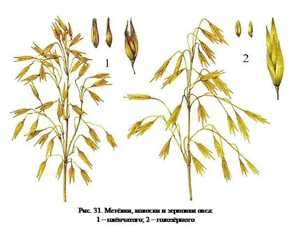 Овсюг сорняк. Стебель злаковых соломина. Строение метелки овса. Сорный злак овсюг. Злаки рожь ячмень.