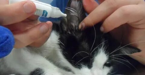 Чем лечить уши коту