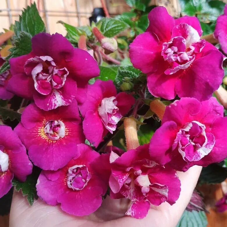 Ризома ахименеса что это такое. Ризомы ахименесов. Цветок ризомы ахименеса. Риза ахименес. Big bang ахименес.