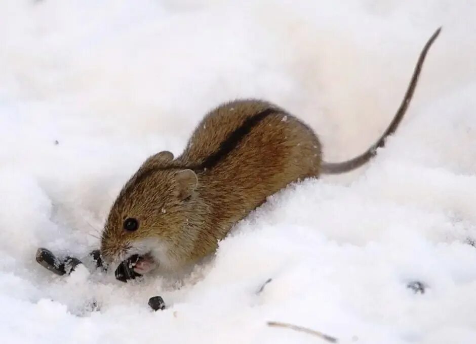 Полевые мыши зимой. Полевая мышь Apodemus agrarius. Грызуны полевка. Ольхонская полевка. Полевка мышь зимняя.