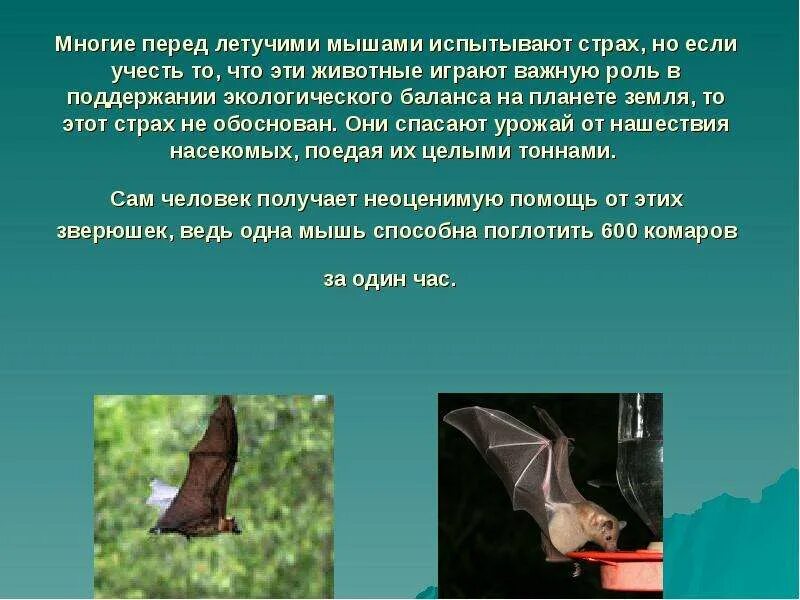 Карточка летучая мышь английский язык. Новогвинейский крылан. Бразильский складчатогуб. Рукокрылые презентация. Сообщение о летучей мыши.