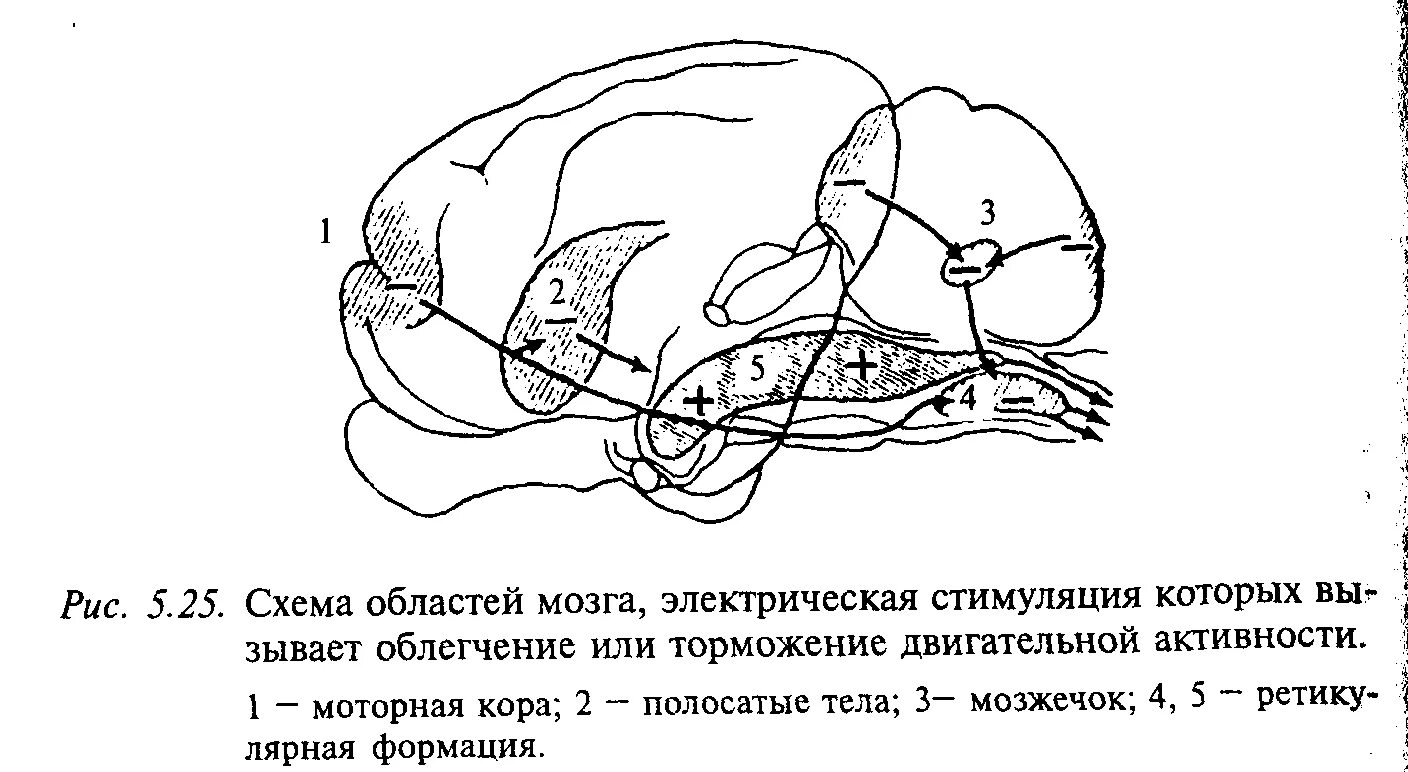 Процесс торможения в коре головного мозга