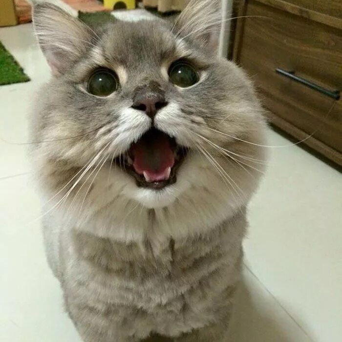 Bone bone cat. Кот бон-бон из таиланда. таиландский кот бон бон порода. кот бом бом. кот bone bone.