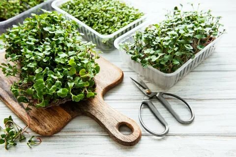 Micro plants