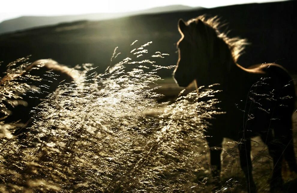 Кон ночи. Конь ночью. Кони в ночном. Лошадь в поле.