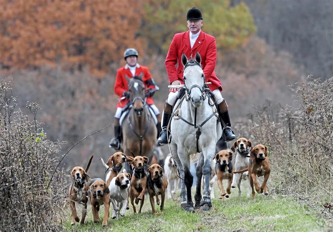 Фокс Хантинг. Хаунд Хантер. Английский Фокс Хант. Fox hunting