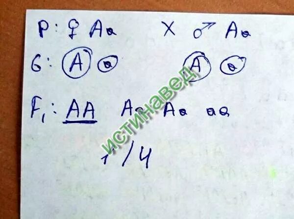 Вероятность рождения рыжей кошки. Акаталазия обусловлена редким аутосомным рецессивным. Акаталазия обусловлена. Актуализация обусловлена редким аутосомным рецессивным геном. Каталаза недостаток.